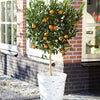 Mandarinenbaum - Citrus reticulata - Obst