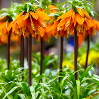 Kaiserkrone 'Orange Beauty' - Fritillaria imperialis - Blumenzwiebeln