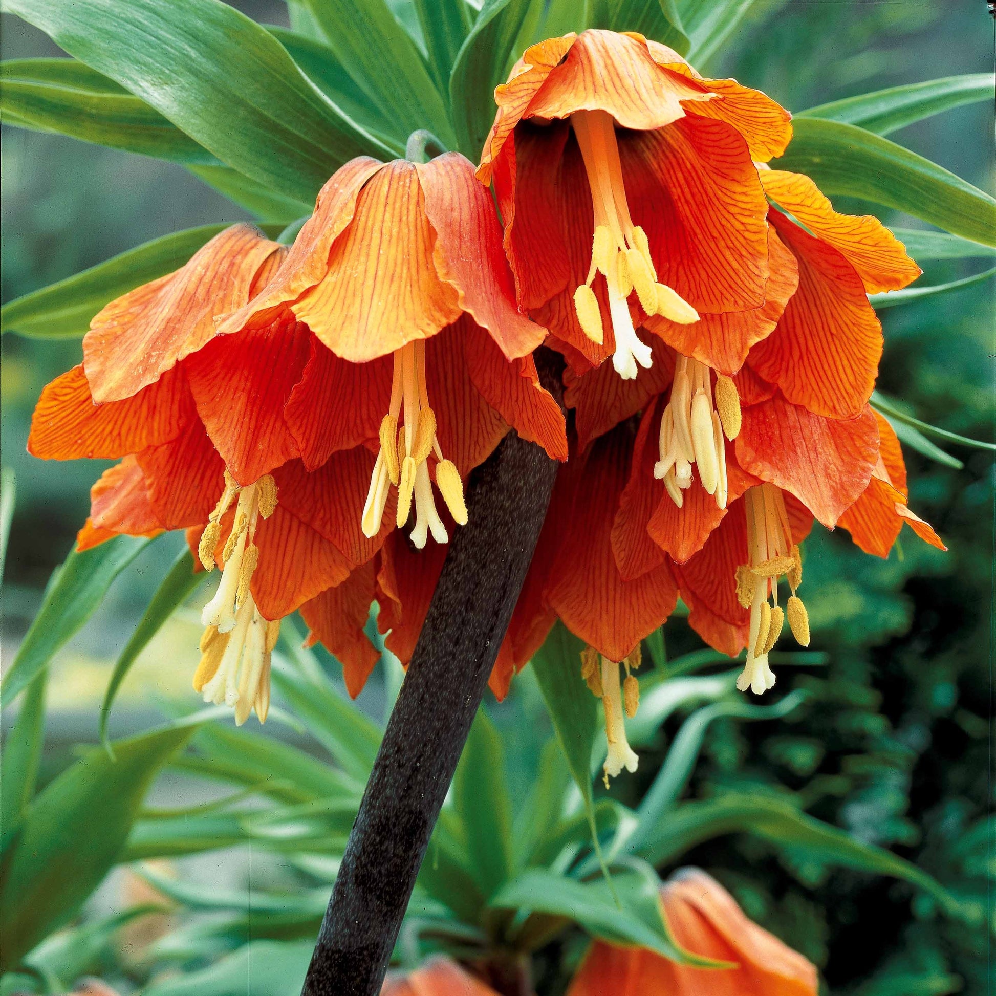 Kaiserkrone 'Orange Beauty' - Fritillaria imperialis - Blumenzwiebeln Sommerblüher