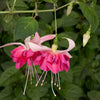 Fuchsie 'Bella Rosella' (x3) - Fuchsia bella rosella - Gartenpflanzen