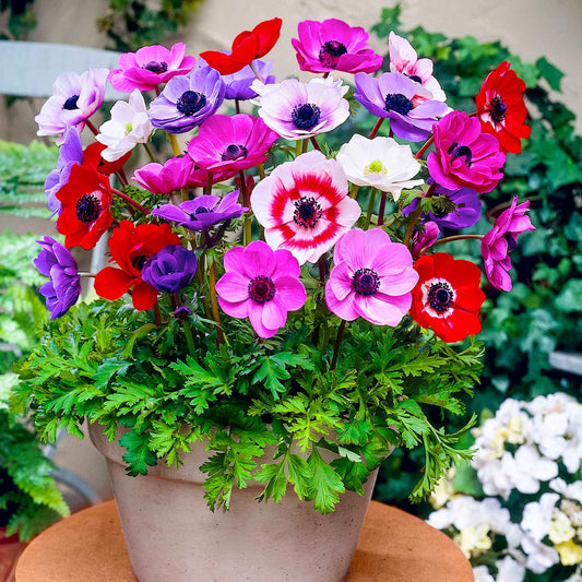 Anemone 'De Caen' Mischung - Bakker