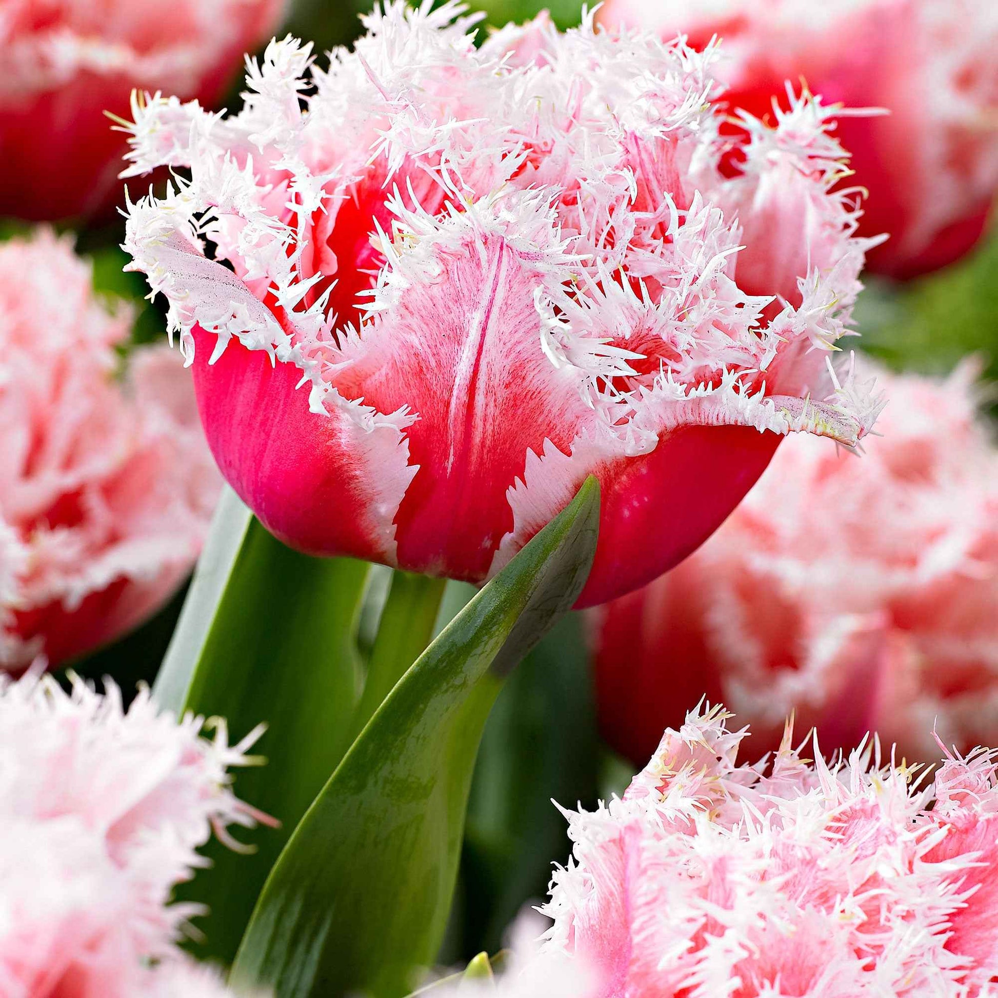 Gefranste Tulpen 'Queensland' (x5) - Tulipa queensland - Blumenzwiebeln