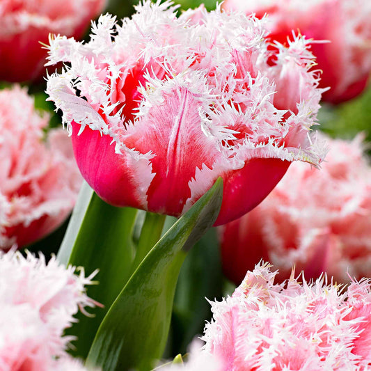 Gefranste Tulpen 'Queensland' (x5) - Bakker