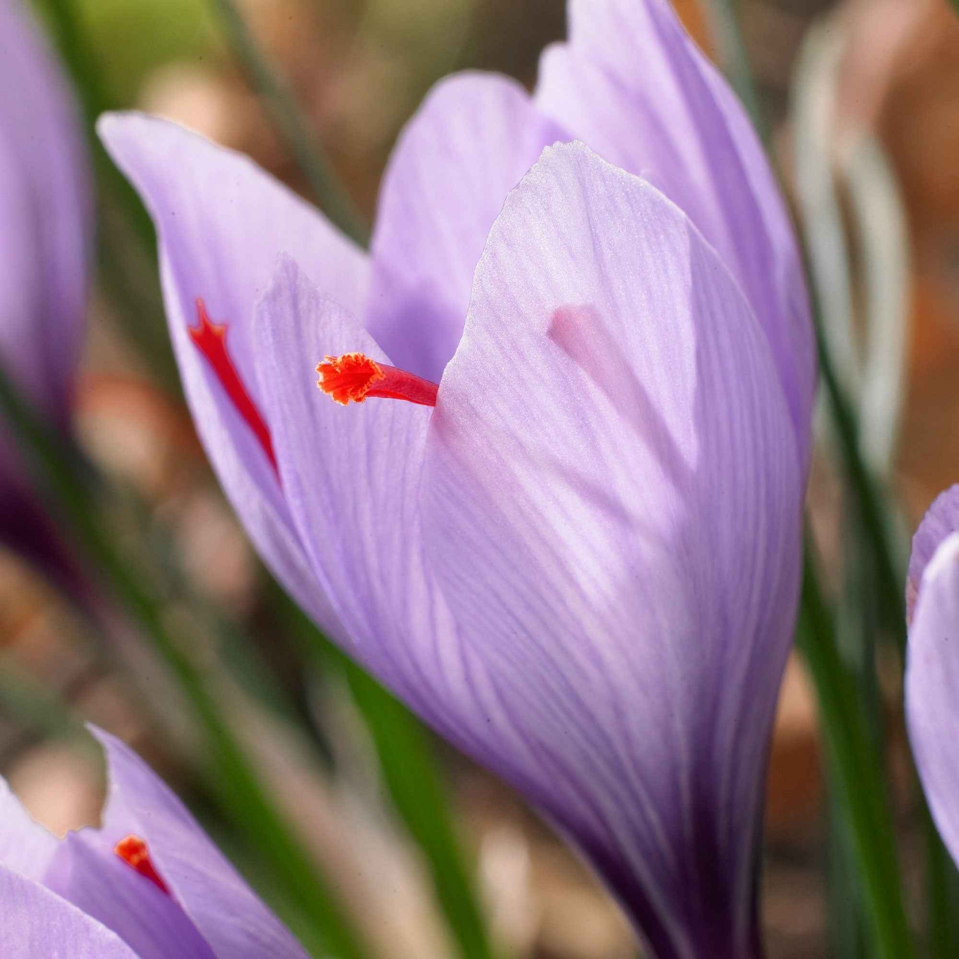 Krokus Crocus sativus (x10) - Crocus sativus - Blumenzwiebeln