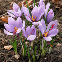 Krokus Crocus sativus