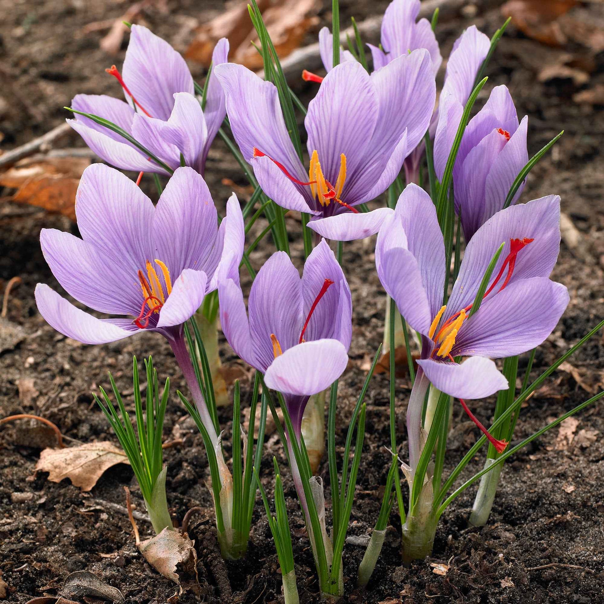 Krokus Crocus sativus (x10) - Crocus sativus - Blumenzwiebeln Frühlingsblüher