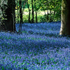 Sibirischer Blaustern - Scilla siberica - Blumenzwiebeln