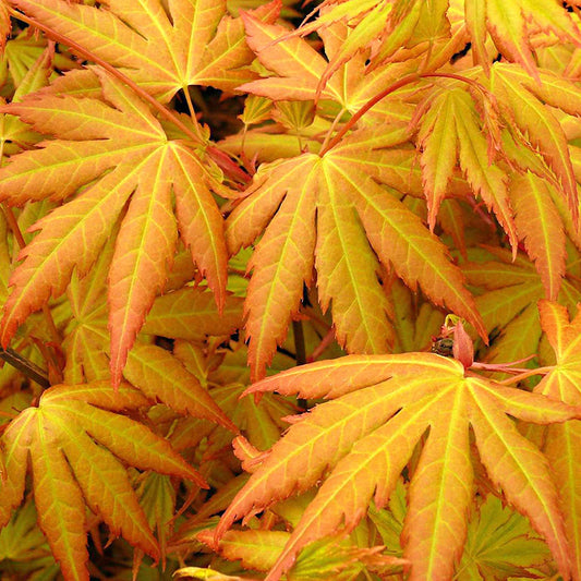 Fächerahorn 'Orange Dream' - Acer palmatum orange dream - Gartenpflanzen