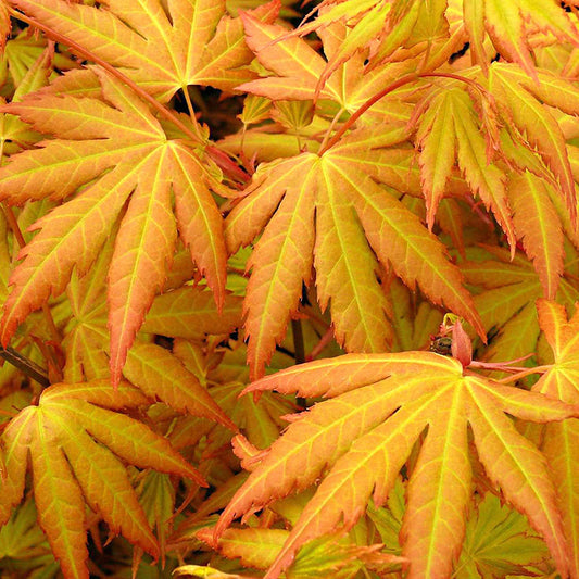 Fächerahorn 'Orange Dream' - Bakker