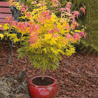 Fächerahorn 'Orange Dream' - Acer palmatum orange dream - Bakker