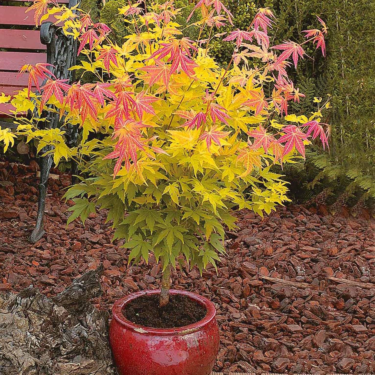 Fächerahorn 'Orange Dream' - Acer palmatum orange dream - Bakker