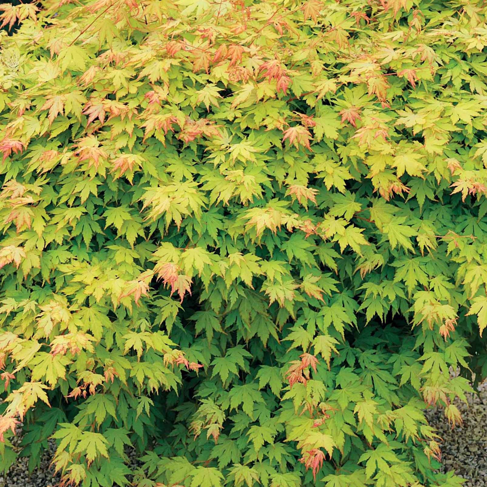 Fächerahorn 'Orange Dream' - Acer palmatum orange dream - Japanischer Ahorn
