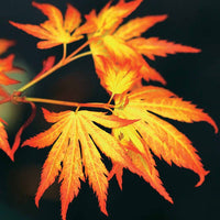 Fächerahorn 'Orange Dream' - Acer palmatum orange dream