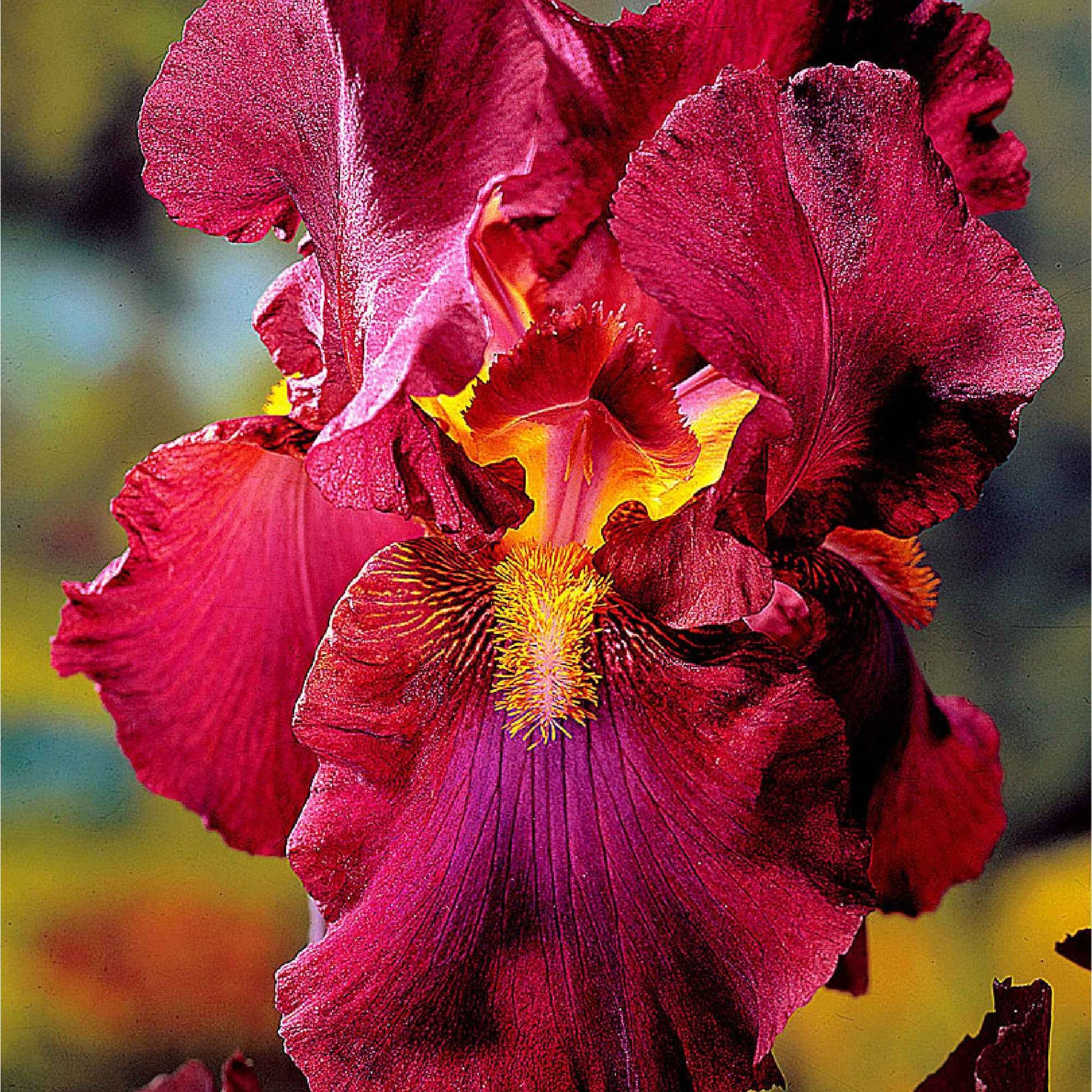 Schwertlilien Mischung 'Magic Melange' (x5) - Iris germanica