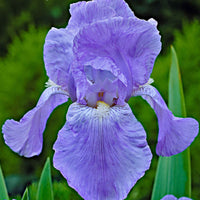 Schwertlilien Mischung 'Magic Melange' (x5) - Iris germanica