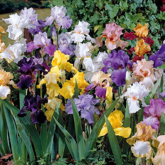 Schwertlilie Mischung 'Vibrant Beauty' (x5) - Iris germanica