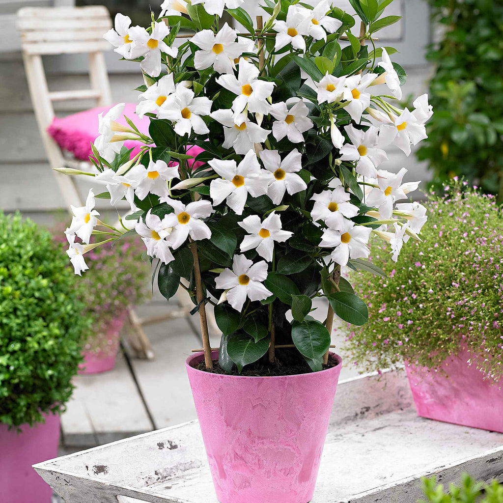 blumenkasten rattan optik XL Pflanzkasten RATTAN OPTIK in verschiedenen Größen und Farben  (Größe/Farbe wählbar)