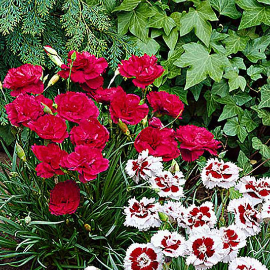 Federnelke 'David' (x3) - Dianthus plumarius david - Terrasse balkon