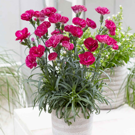 Feder-Nelke 'Fortuna' (x2) - Dianthus plumarius roseus - Terrasse balkon