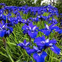 Sibirische Schwertlilie 'Blue Bird' (x3) - Iris sibirica blue bird - Teich
