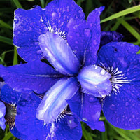Sibirische Schwertlilie 'Blue Bird' (x3) - Iris sibirica blue bird - Die Beliebtesten