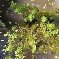 Wasserpflanzen nach Teichtyp - Wassermyrill Red Stem - Myriophyllum rubricaule Red Stem