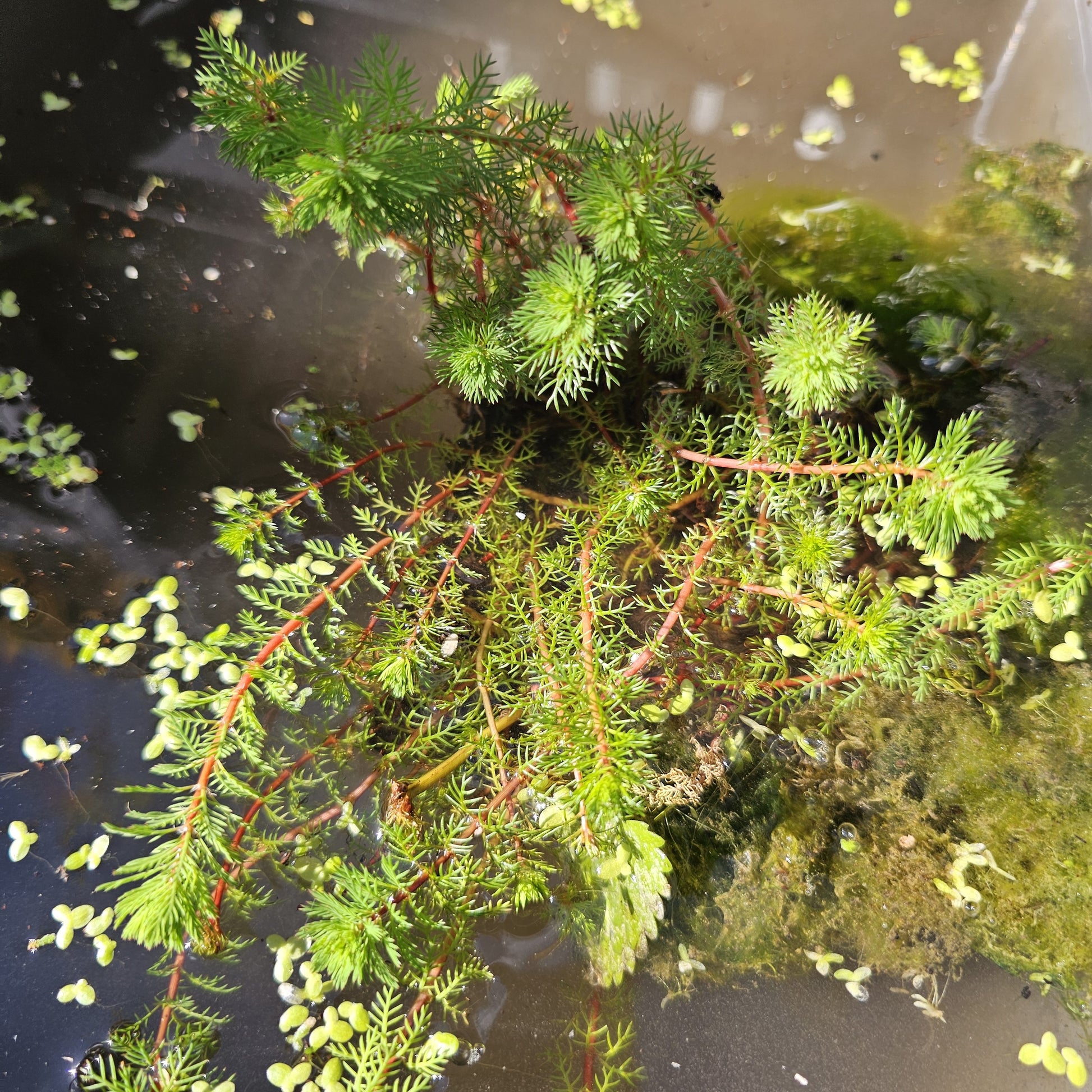 Wasserpflanzen nach Teichtyp - Wassermyrill Red Stem - Myriophyllum rubricaule Red Stem