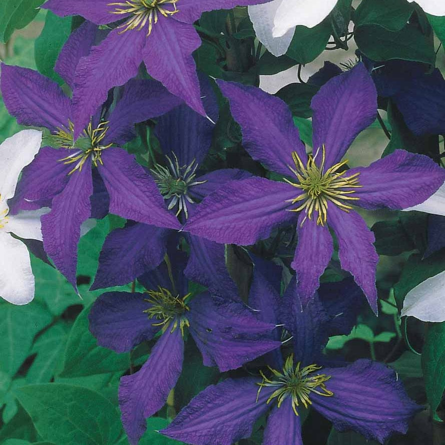 Clematis 'The President' - Clematis président