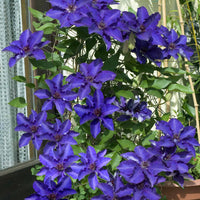 Clematis 'The President' - Clematis président