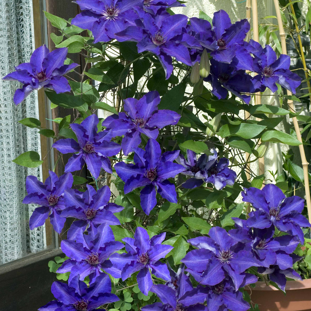 Clematis - Waldrebe ‘The President’ - Clematis Président