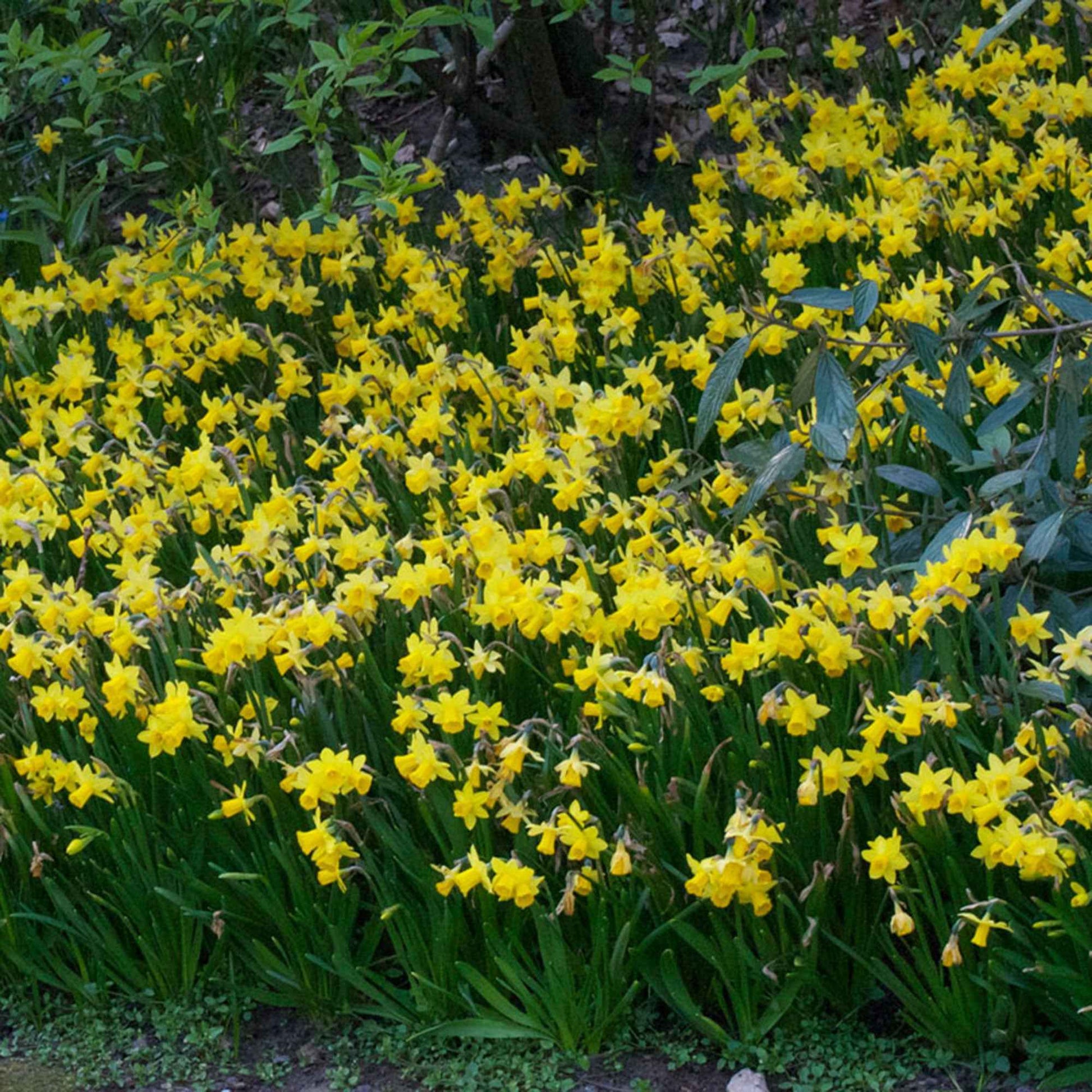 Narzissen 'Tête-à-Tête' (x10) - Narcissus tête à tête - Blumenzwiebeln Frühlingsblüher