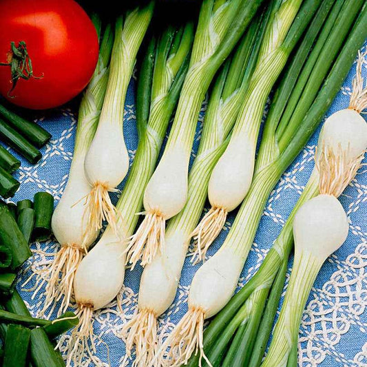 Frühlingszwiebel 'White Lisbon' - Bakker