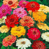 Dahlienblütige Zinnie Gemischt - Zinnia elegans - Gemüsegarten