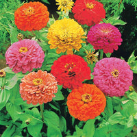Dahlienblütige Zinnie Gemischt - Zinnia elegans - Bakker