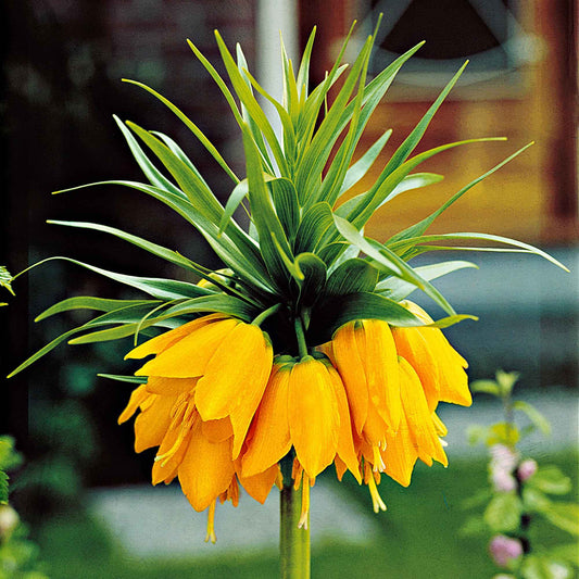 Kaiserkrone 'Lutea' - Fritillaria imperialis - Blumenzwiebeln