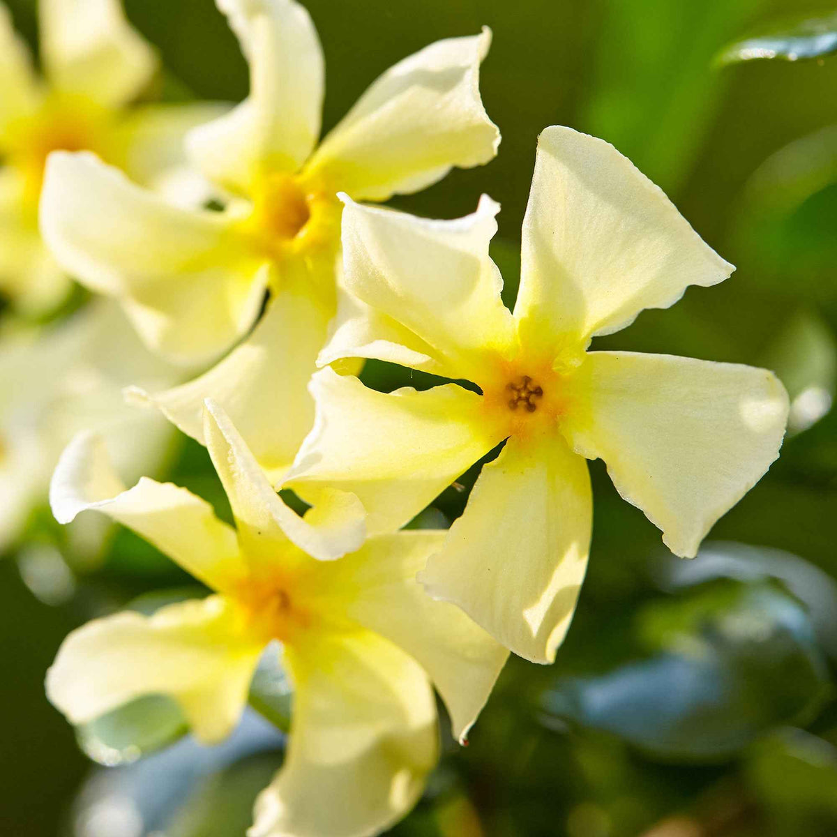 Sternjasmin 'Star of Toscane' - Bakker