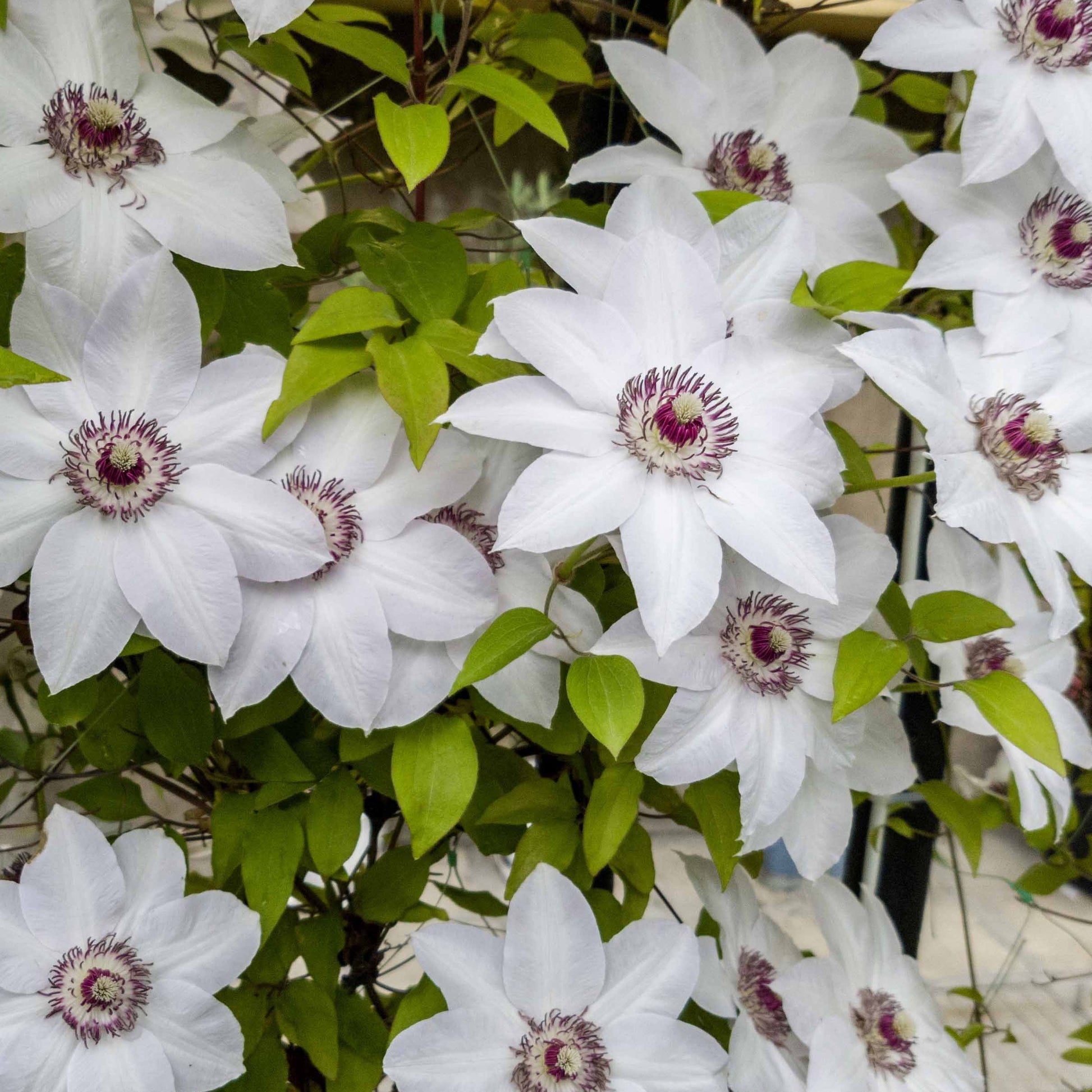 Clematis 'Miss Bateman' - Clematis miss bateman - Bakker