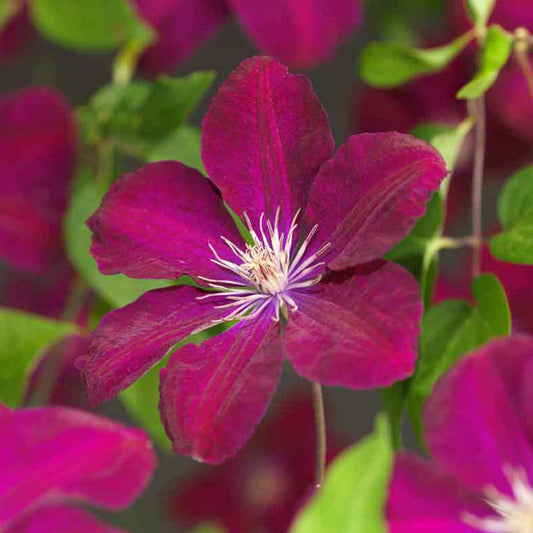 Clematis 'Rouge Cardinal' - Clématis rouge cardinal - Gartenpflanzen