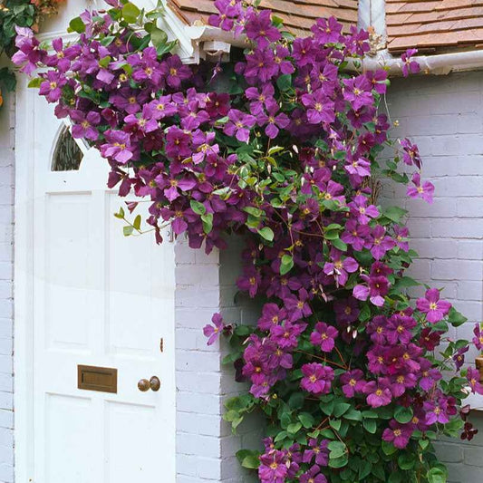 Waldrebe 'Jackmanii' - Bakker