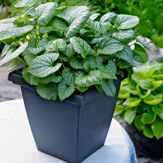 Kaukasus-Vergissmeinnicht 'Jack Frost' - Bakker