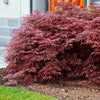 Japanischer Ahorn 'Garnet' - Acer palmatum dissectum garnet - Gartenpflanzen