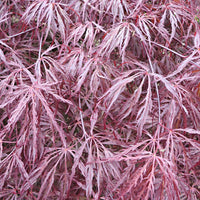 Japanischer Ahorn 'Garnet' - Acer palmatum dissectum garnet - Japanischer Ahorn