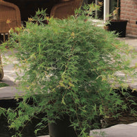 Fächerahorn 'Emerald Lace' - Acer palmatum emerald lace - Gartenpflanzen