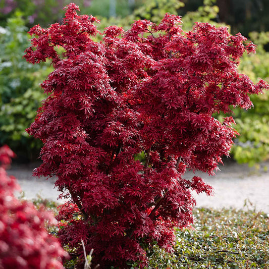 Japanischer Ahorn 'Shaina' - Acer palmatum shaina - Gartenpflanzen