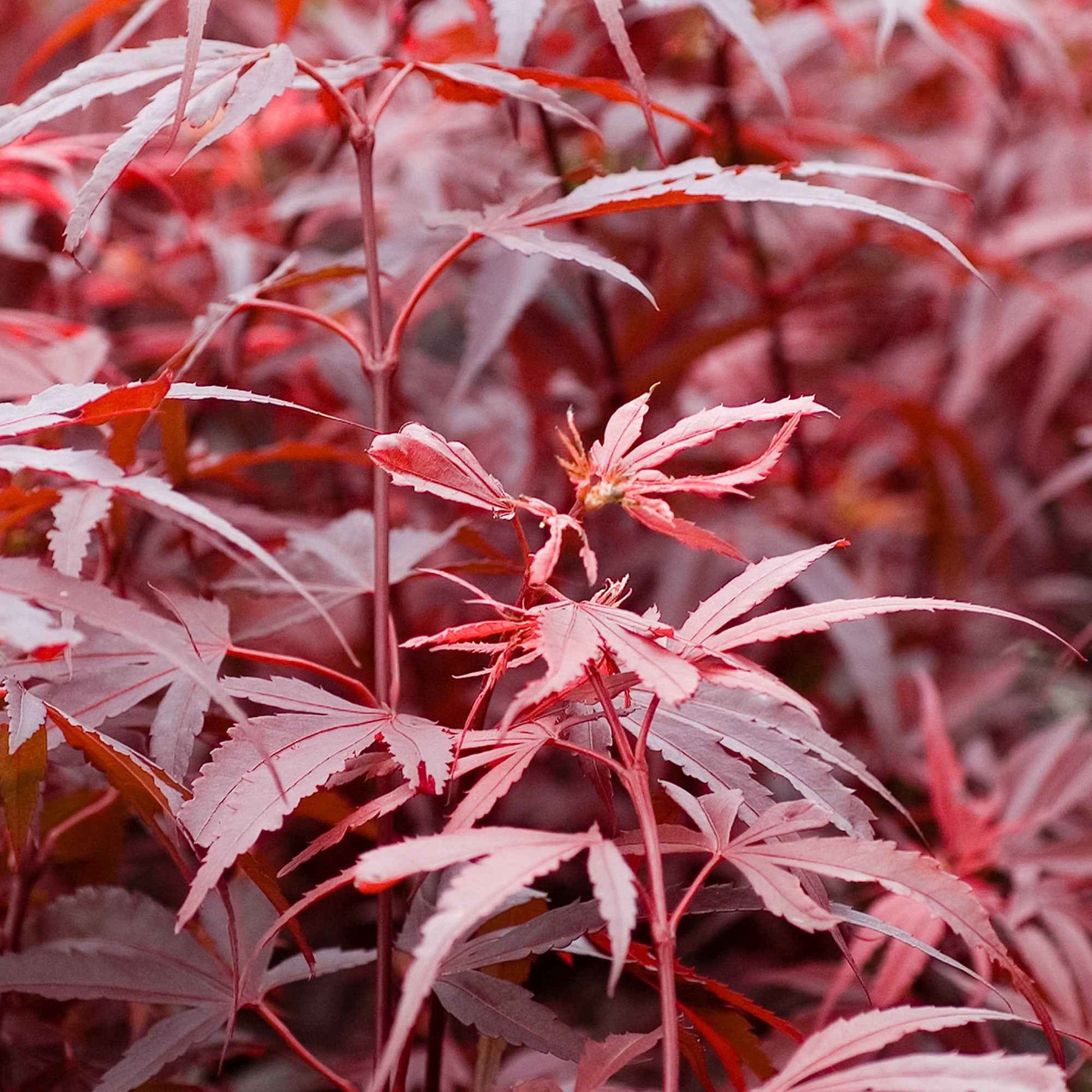 Japanischer Ahorn 'Shaina' - Acer palmatum shaina - Pflanzensorten