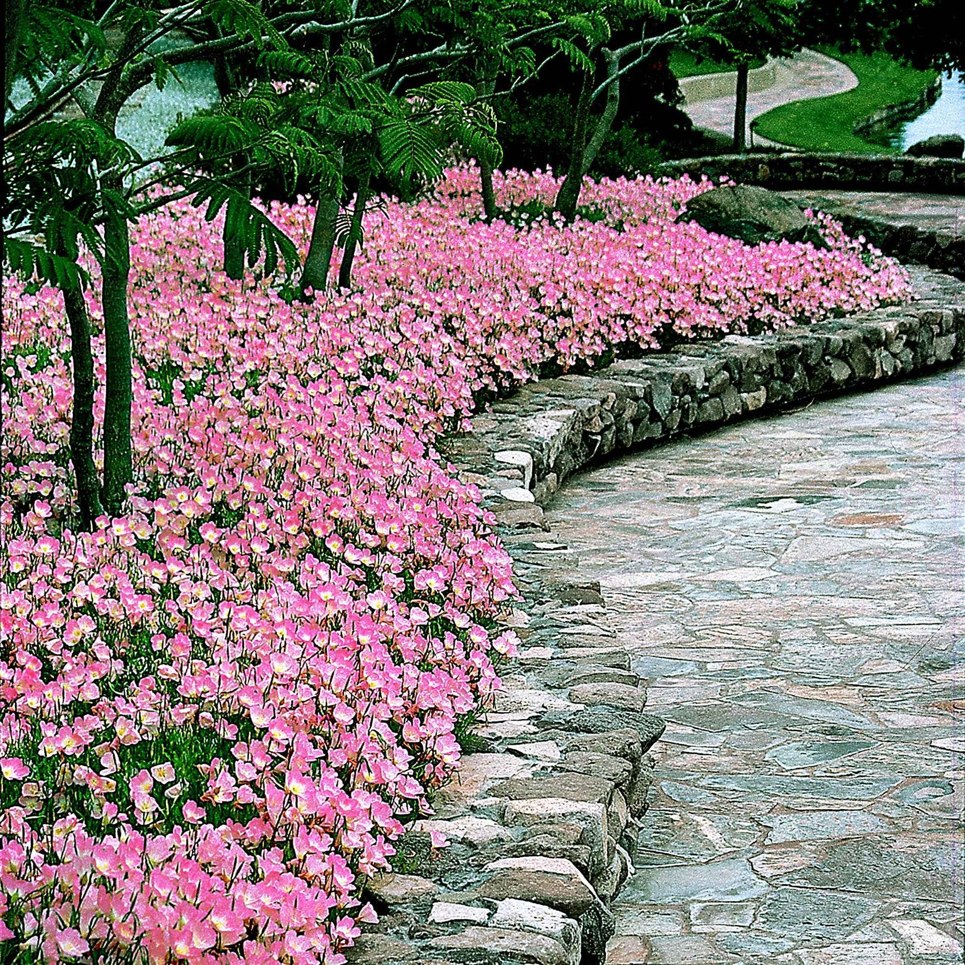 Nachtkerze 'Siskiyou Pink' (x2) - Oenothera speciosa siskiyou pink - Gartenpflanzen