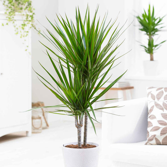 Gerandeter Drachenbaum - Dracaena marginata - Zimmerpflanzen