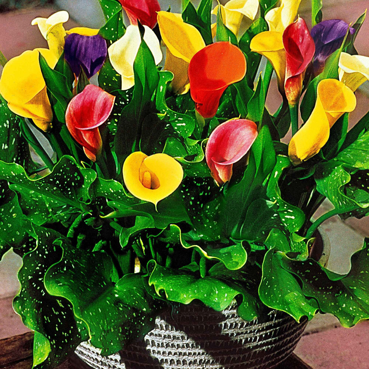 Calla Mischung (gelb-rot-rosa) (x3) - Zantedeschia 'summer time' - Bakker