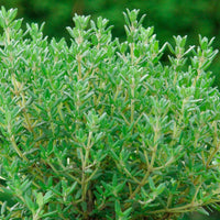 Gedrungener Thymian 'Compactus' - Thymus vulgaris compactus - Thymian