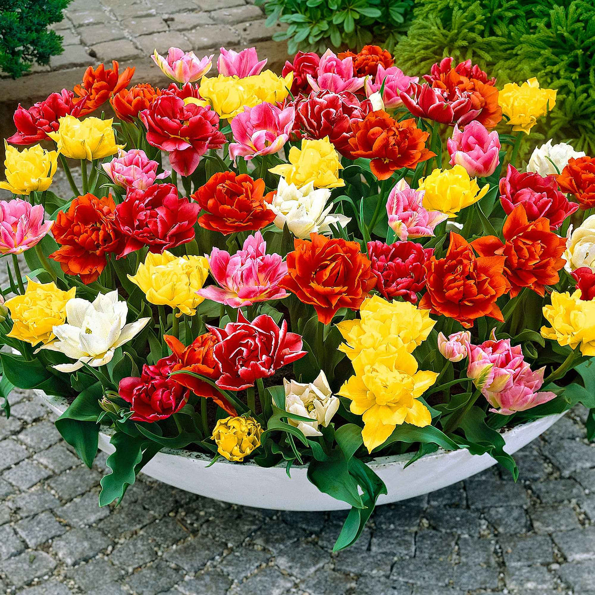 Gefüllte Tulpen 'Murillo' (x20) - Bakker